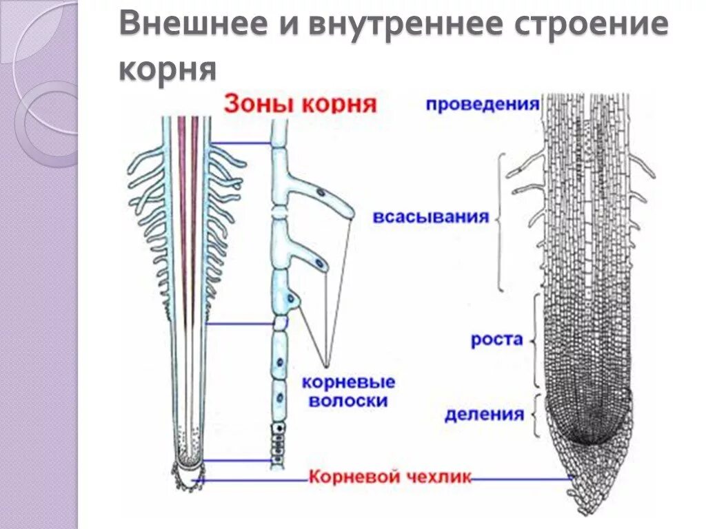 Клетка корневого волоска. Строение корня в зоне всасывания. Корневые волоски и их функции. Корневые волоски строение и функции. Из какой ткани состоит корень