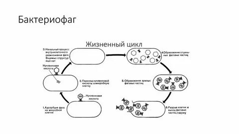 Литический цикл бактериофага