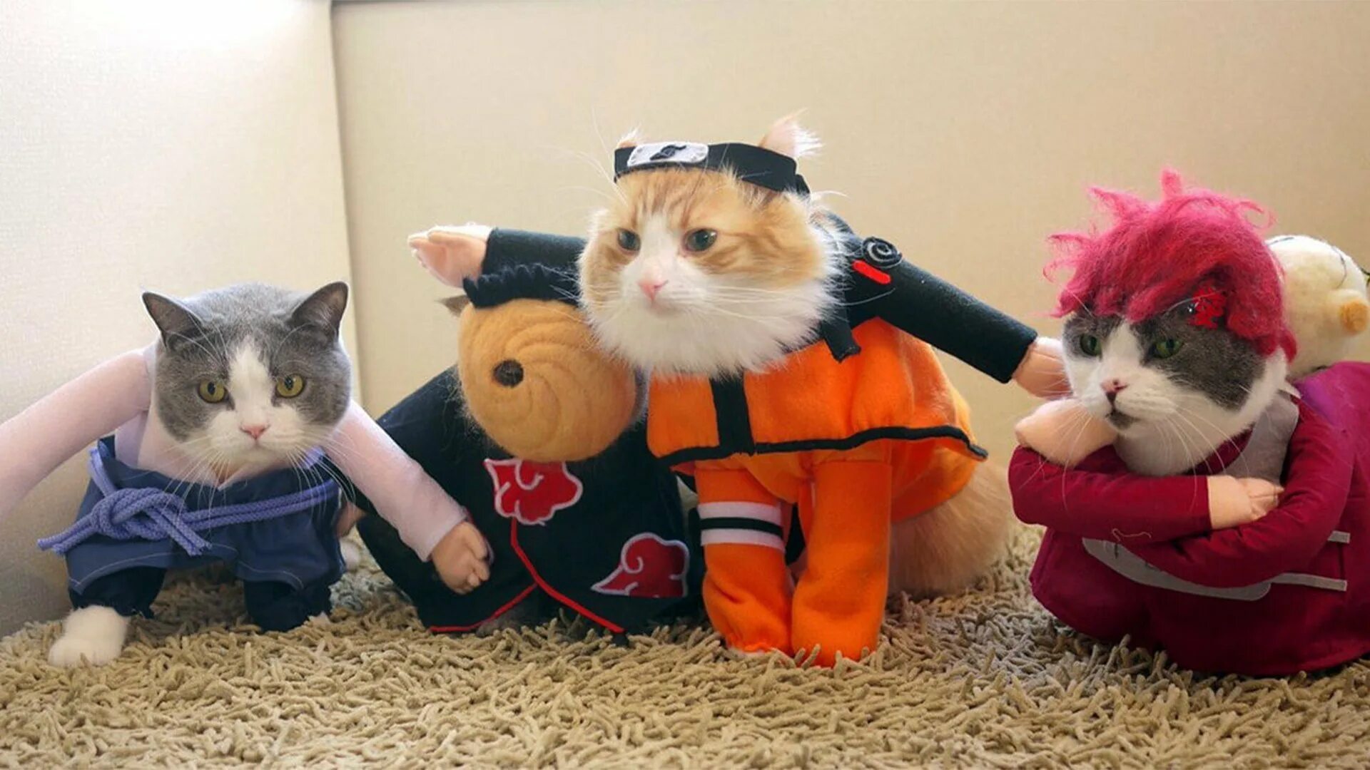 Кот тремот. Коты косплей. Котик в костюме. Смешные костюмы для кошек. Костюм котенка.