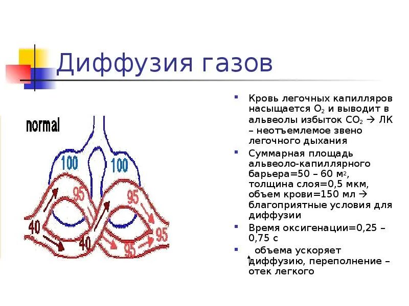 Суммарная площадь капилляров. Диффузия в капиллярах. схлопывание альвеол в легких. типы капилляров в лёгких. в альвеолах легких у человека происходит.