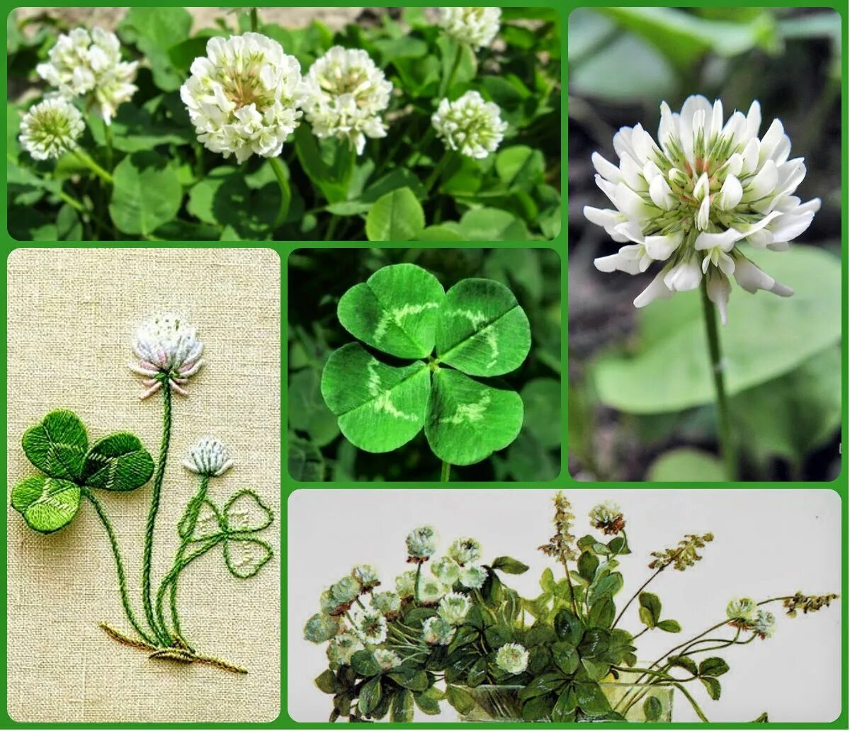 клевер гибридный (клевер розовый). клевер сколько видов. клевер луговой. клевер альпийский trifolium alpestre l. клевер луговой.