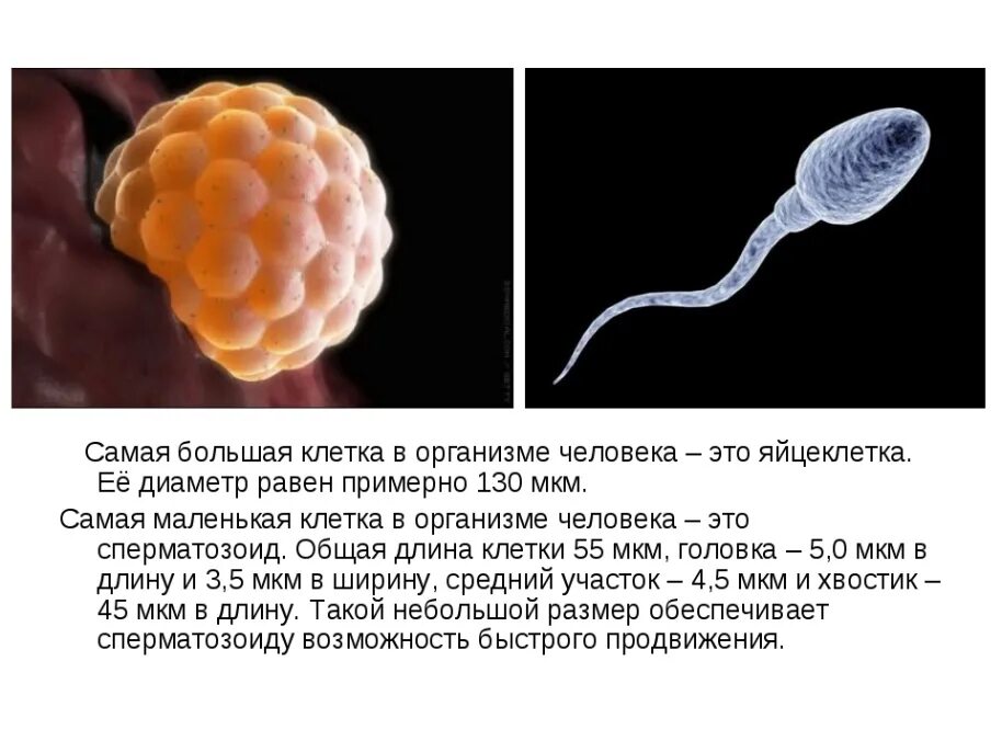 Самая Маленн клетка в организме. Размер клетки человека. Яйцеклетка человека. Яйцеклетка самая большая клетка. Самое крупное простейшее