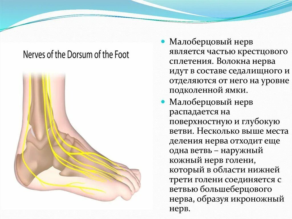 Невропатия стопы. Поверхностный малоберцовый нерв иннервирует. Общий малоберцовый нерв иннервация. Глубокий малоберцовый нерв l4-l5. Невропатия большеберцового нерва нерва.