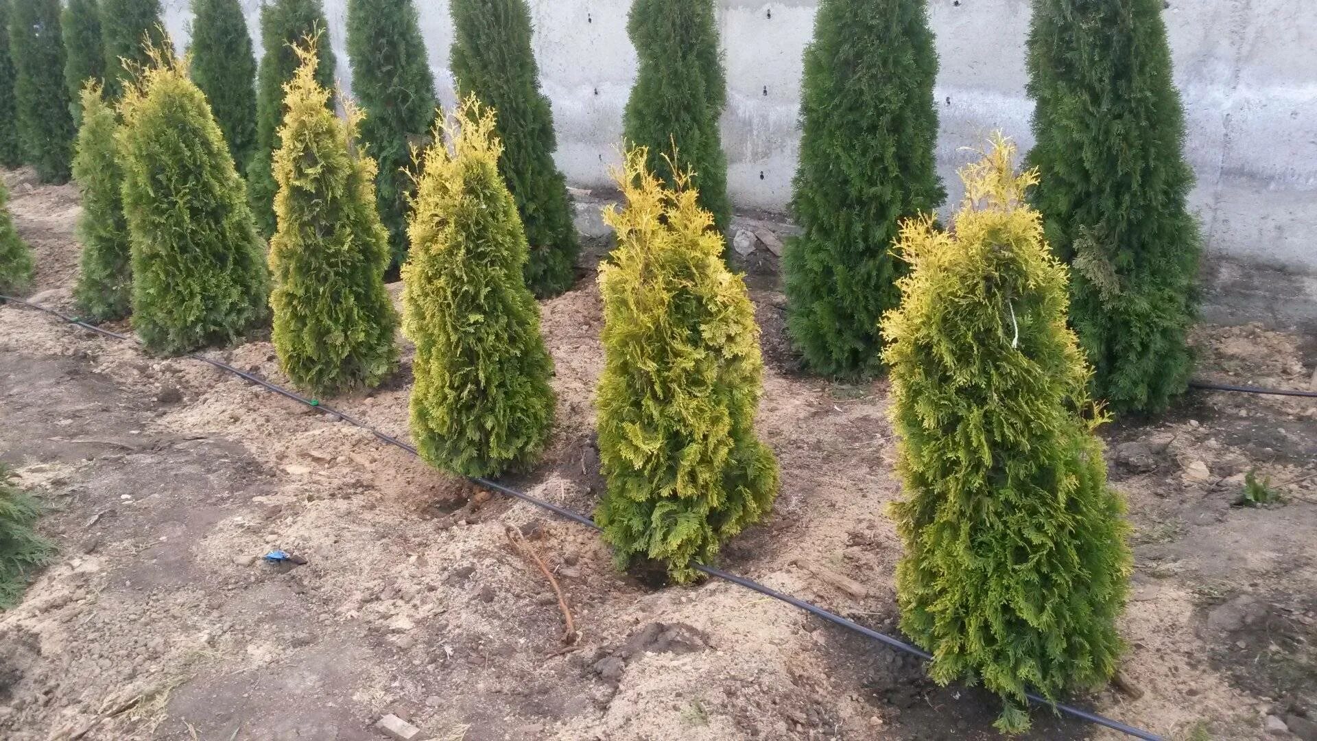 Туя Голден Смарагд. Туя Западная Golden Smaragd. Туя (Thuja) Западная Голден Смарагд. Туя европейская Смарагд. Туя западная смарагд уход