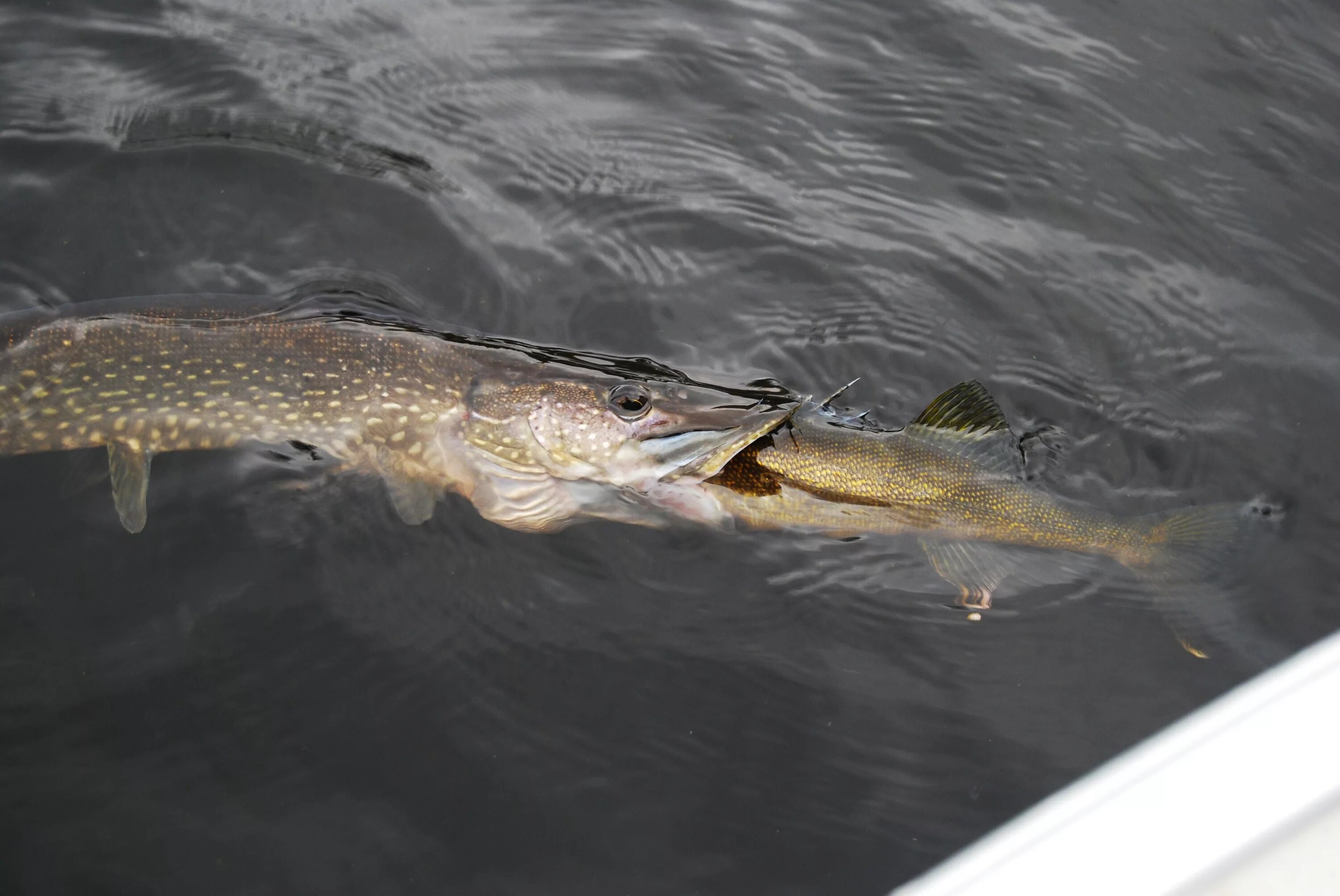 Щука плавает в воде. Щука Esox Lucius. Аквитанская щука. Щука-маскинонг. Огромная щука в воде.