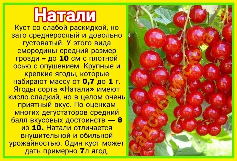 Смородина натали описание отзывы. Смородина сорт Натали. Смородина красная сорт Натали. Смородина красная Натали описание сорта. Смородина красная крупная сорта.