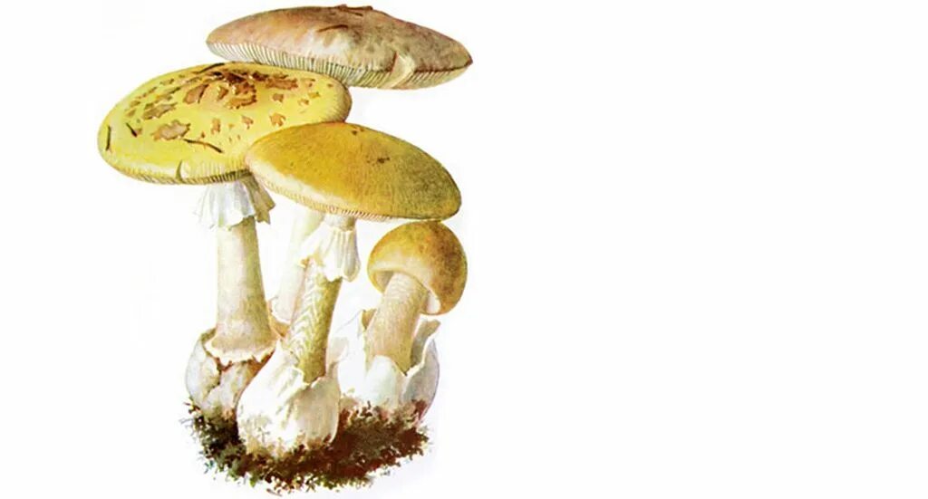 Бледная поганка гриб на белом фоне. Бледная поганка рисунок для детей. Бледная поганка гриб для детей. Бледная поганка гриб рисунок. Бледная поганка гриб для детей.