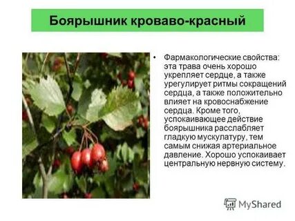 Состав плодов боярышника
