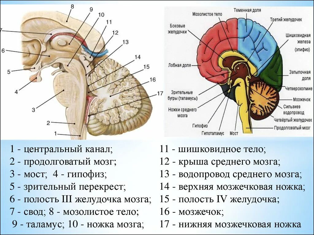 4 Желудочек головного мозга анатомия. Структура головного мозга, желудочки. Дно 4 желудочка продолговатого мозга. Мозжечок средний мозг 3 желудочек.