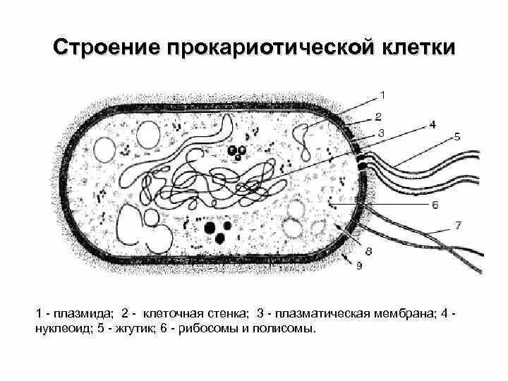 Бактерия прокариот строение. Строение прокариотической бактериальной клетки. Схема строения прокариотической клетки. Изображением структуры прокариотической клетки. 1. Строение прокариотической клетки.