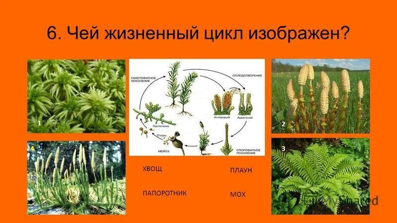 споровые растения среда обитания