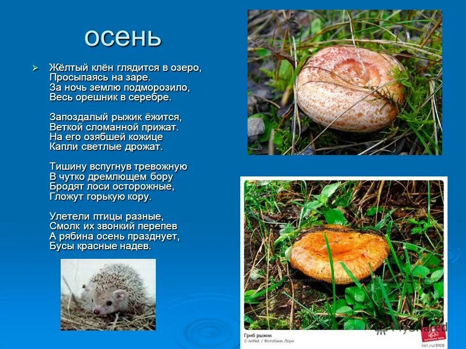 Ежится значение. Что значит выражение ежиться. Объяснительный диктант 3 класс. Ёжится значение слова. Что означает слово ёжится.