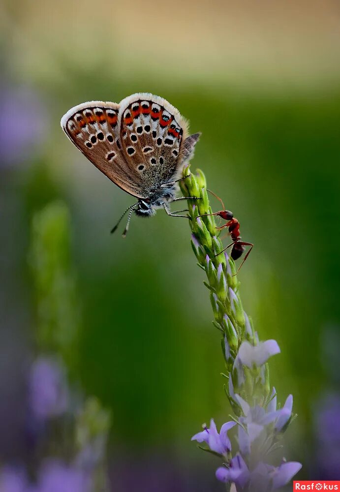 насекомые для детей. муравей. бабочка и муравей. макросъемка природа. мушка goniurellia tridens.