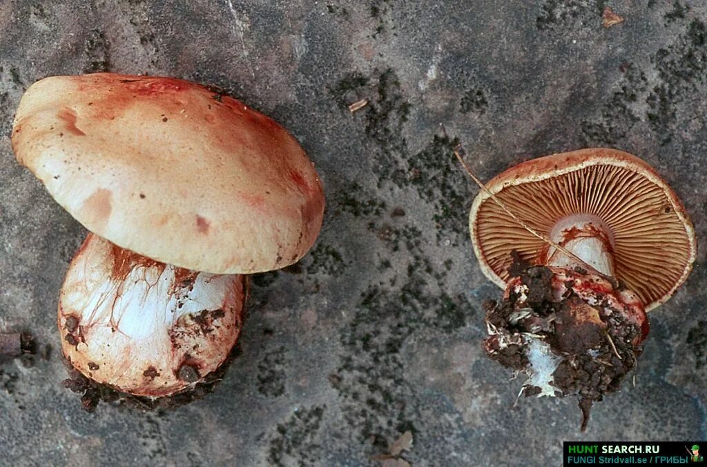 Съедобен ли паутинник. Крымские грибы паутинник. cortinarius rufoolivaceus. паутинник толстый темно коричневый. cortinarius rufoolivaceus photos.