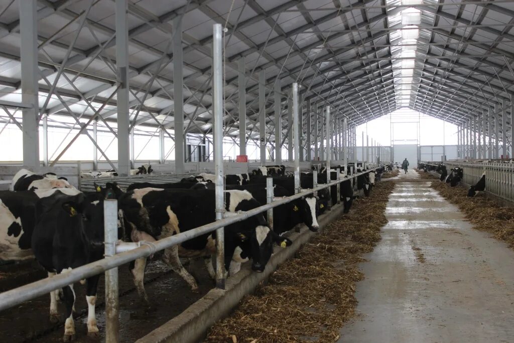 Вологодские коровы. Спк колхоз ленинец. Сельскохозяйственные предприятия вологодской области. Молочная ферме коминтерн красночетайский район. Спк (колхоз) "коминтерн-2".