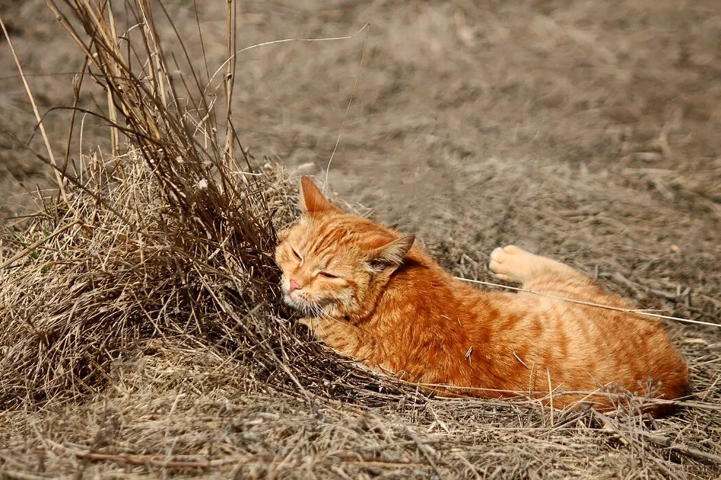 Рыжик кот. Рыжики. Кот Рыжик фото. Чихающий Рыжик. Котик рыжик