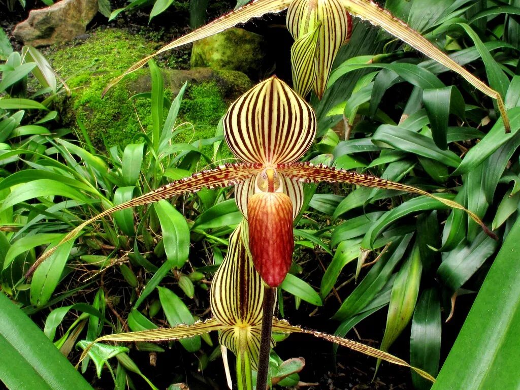 Орхидея Пафиопедилум Ротшильда. Орхидея золото Кинабалу. Орхидея Кинабалу золото Кинабалу. Золото Канибулу Орхидея. Золото кинабалу