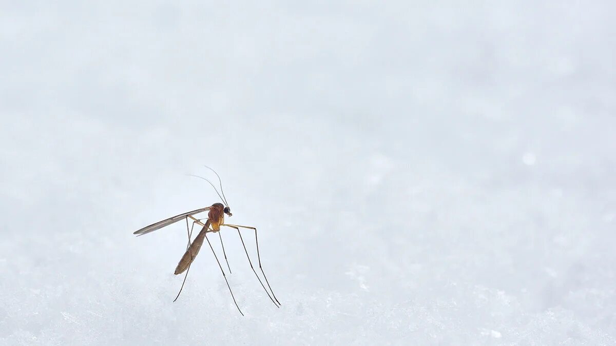 летающие насекомые комар. комар летает. полет комара. комар летит. комар летит.