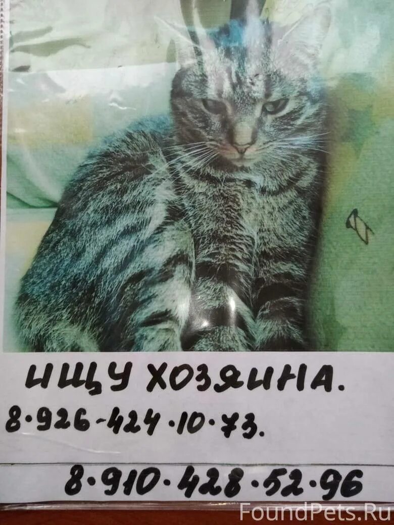 Нашелся кот