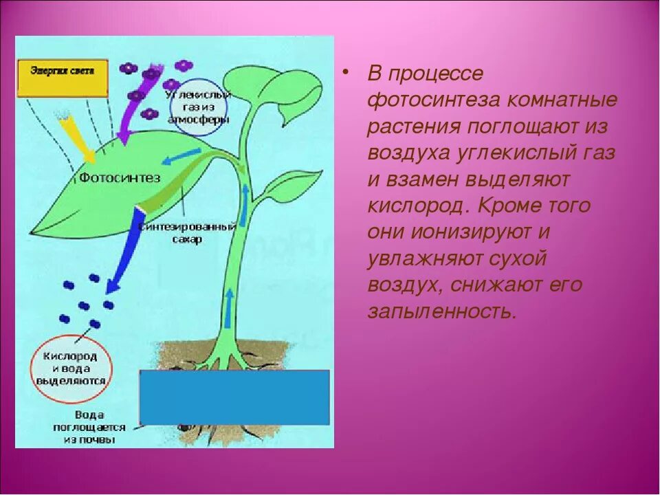 Выделение воздуха вода. В процессе фотосинтеза.кислород углекислый ГАЗ. Что поглощают растения в процессе фотосинтеза. Поглощение углекислого газа растениями. Ппстпния выделяют углекислый ГАЗ.