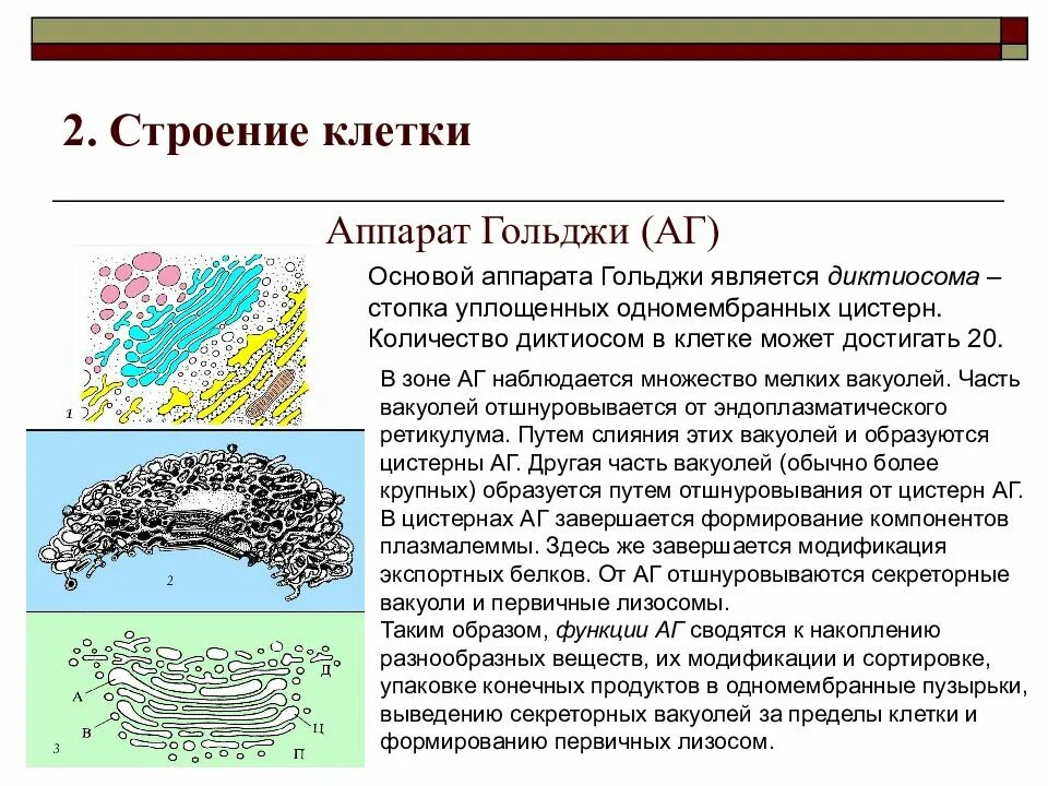 Строение клетки аппарат Гольджи. Аппарат Гольджи строение и функции. Функции ЭПС И аппарата Гольджи. Выполняет секреторную функцию аппарат гольджи