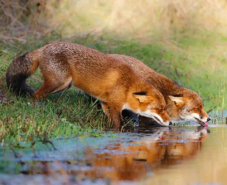 Лиса. Лиса обыкновенная. Лиса в дикой природе. Лиса млекопитающее. Fox wild