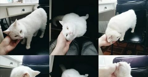 Отдам в руки краснодар