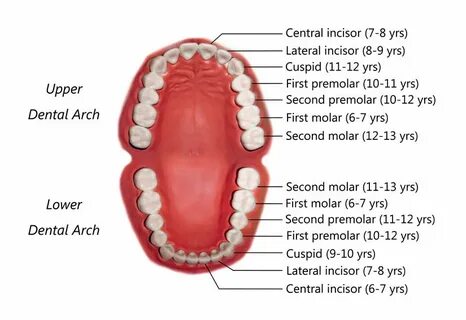 One tooth foot