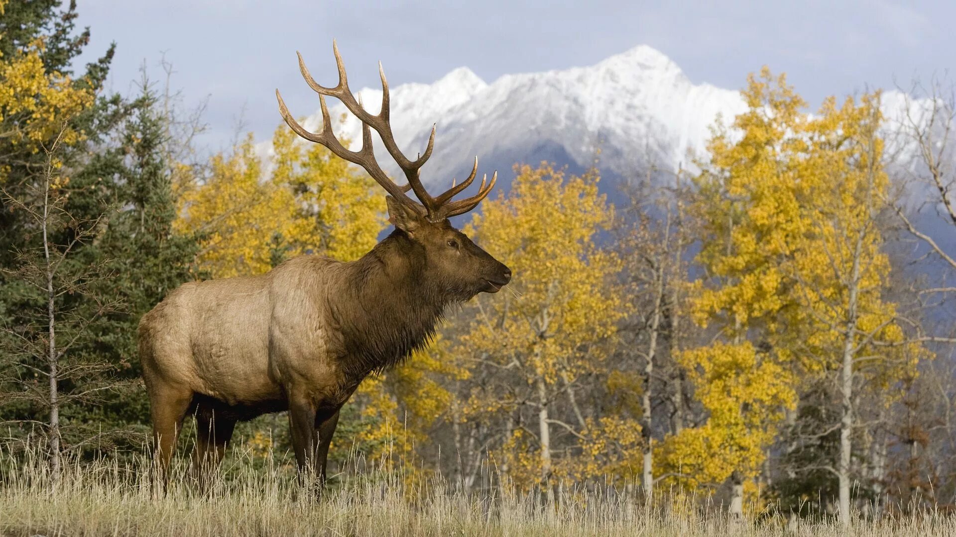 Selecciones especiales del Banco de Imágenes XLVII Animales, Osos, America del n