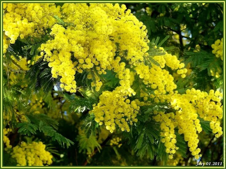 Captivating Mimosa Fiore Ideas for a Vibrant Floral Arrangement