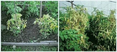 Желтеют макушки помидор