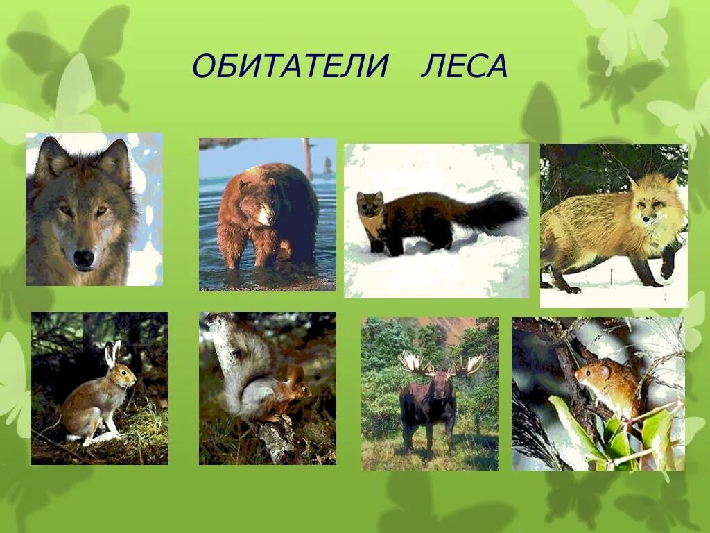 Жители лесной зоны. Жители лесной зоны. Занятия людей в лесной зоне. Жизнь леса. Обитатели лесной зоны.