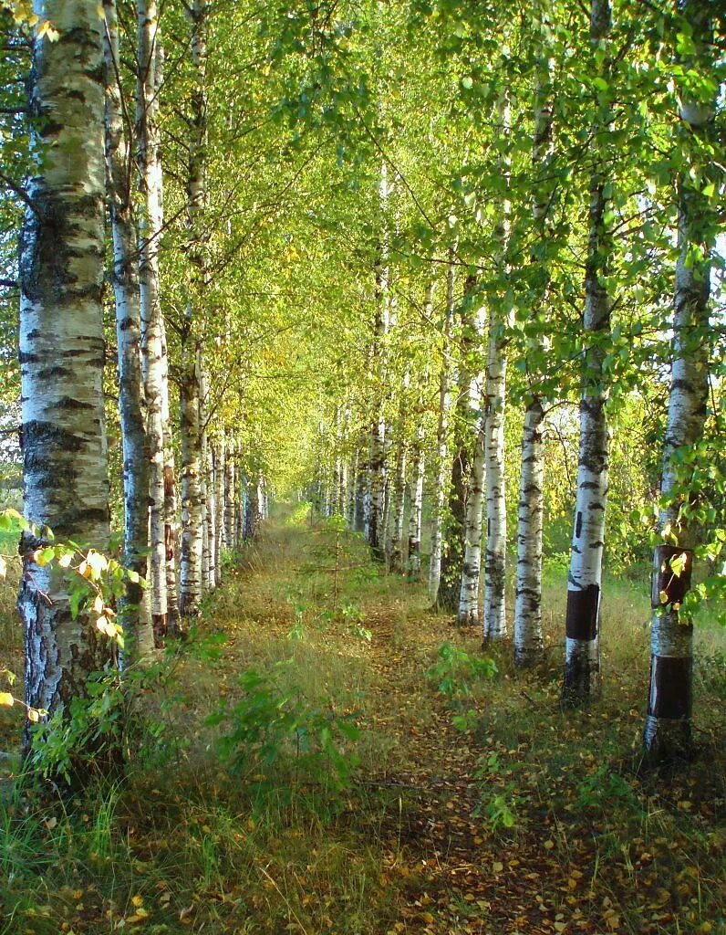 Роща. Березовый лес курск. Березовая роща костромская область. Березовая роща орел. Брянск березовый лес.