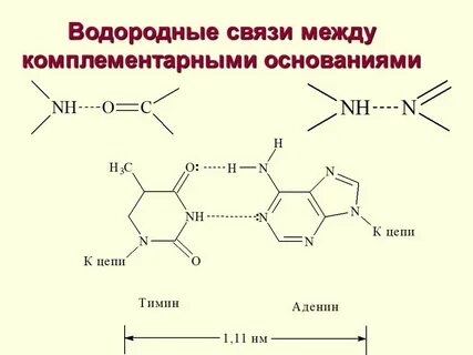 Водородная связь аденин тимин