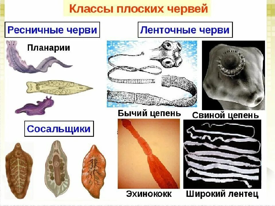 Тип плоские черви три класса. Тип плоские черви класс ленточные представители. тип плоские черви классы ресничные сосальщики ленточные. тип плоские черви 7 класс. классы ресничные черви, сосальщики, ленточные черви..