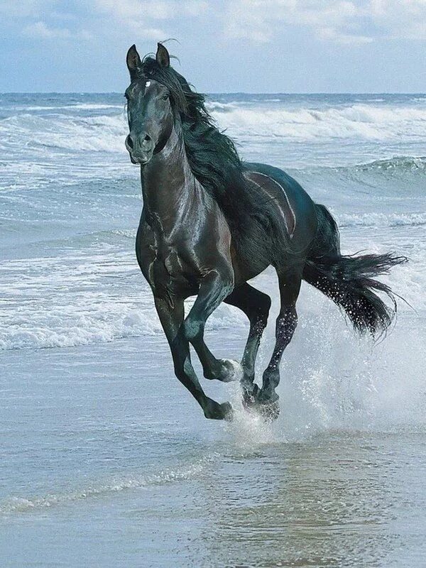 Черный конь скачет. Лошадь черный. Лошадь бежит. Конь скачет. Синяя лошадь.