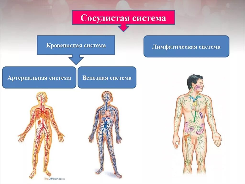 Кровеносная и лимфатическая система человека схема. Венозная и лимфатическая система анатомия. Опорная схема кровеносная и лимфатическая система. Взаимосвязи кровеносной кроветворной и лимфатической систем. Где находятся кровеносные и лимфатические сосуды