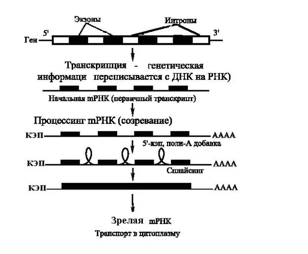 Экзон ру. Структура Гена экзоны интроны. Экзон Интрон сплайсинг. Интрон-экзонная структура генов. Строение Гена и процессинг.