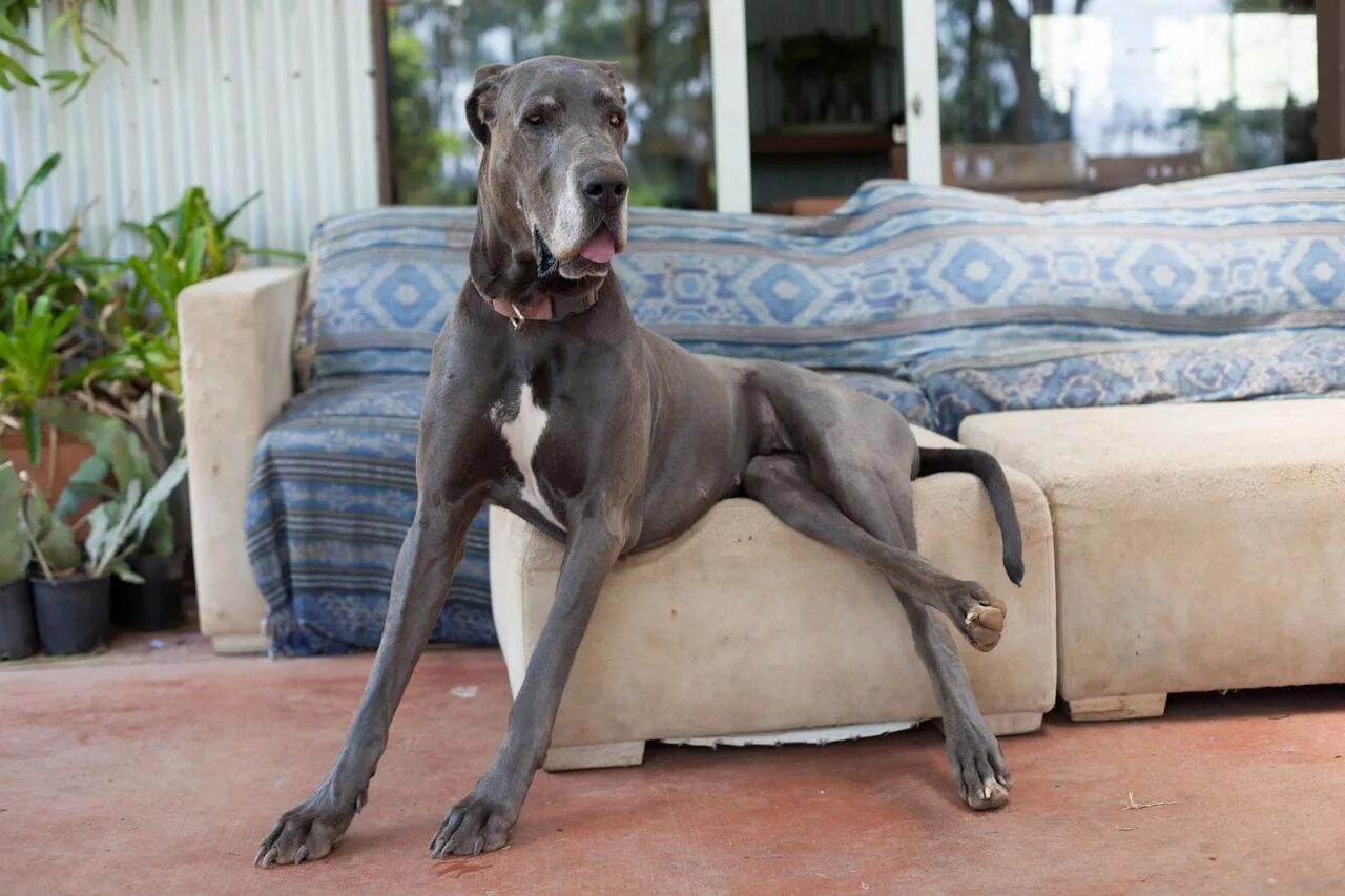 Немецкий дог. Дог порода серый. Грейт дейн собака. Сер догу. Немецкий дог голубого окраса.