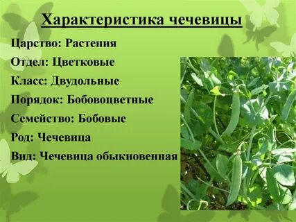 Порядок бобовые