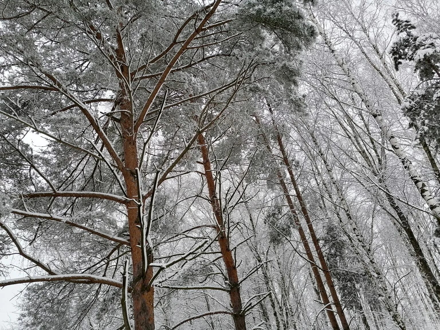 зима пурга. ночью шел снег к утру посветлело. зимнее стихотворение. ночью шел снег к утру посветлело. к вечеру.