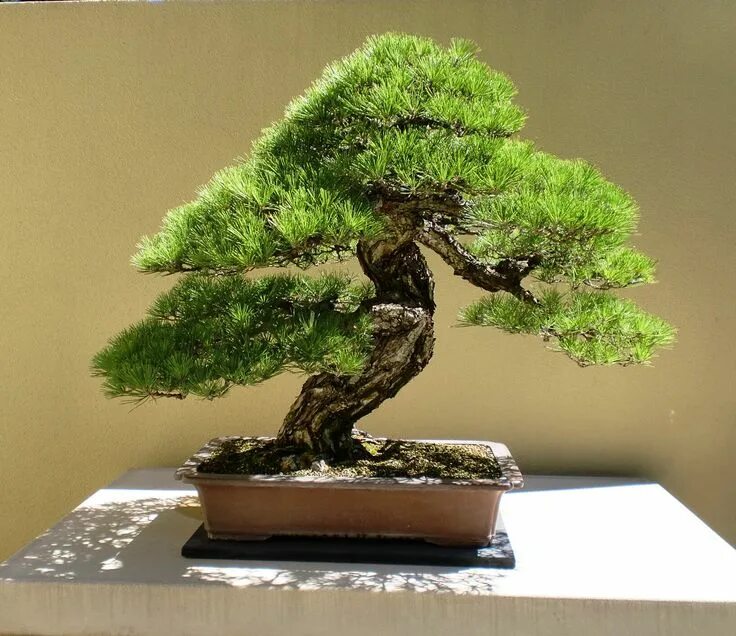 Pin de Mila Pityk en Цветы и букеты Bonsai japones, Árboles bonsai, Jardín de bo