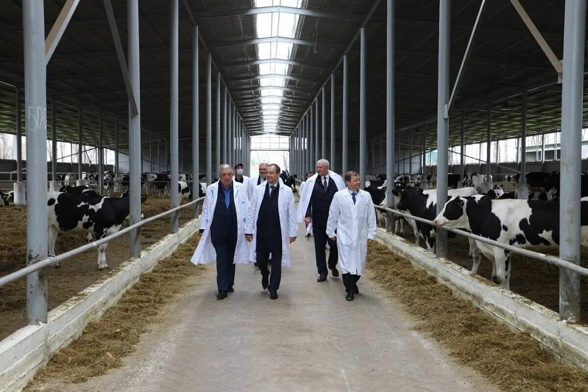 Молочно товарная ферма бижеляк. Племенной завод. Зао крс. Константиново пензенская область. Зао крс.