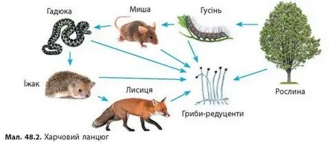 1 пищевые связи
