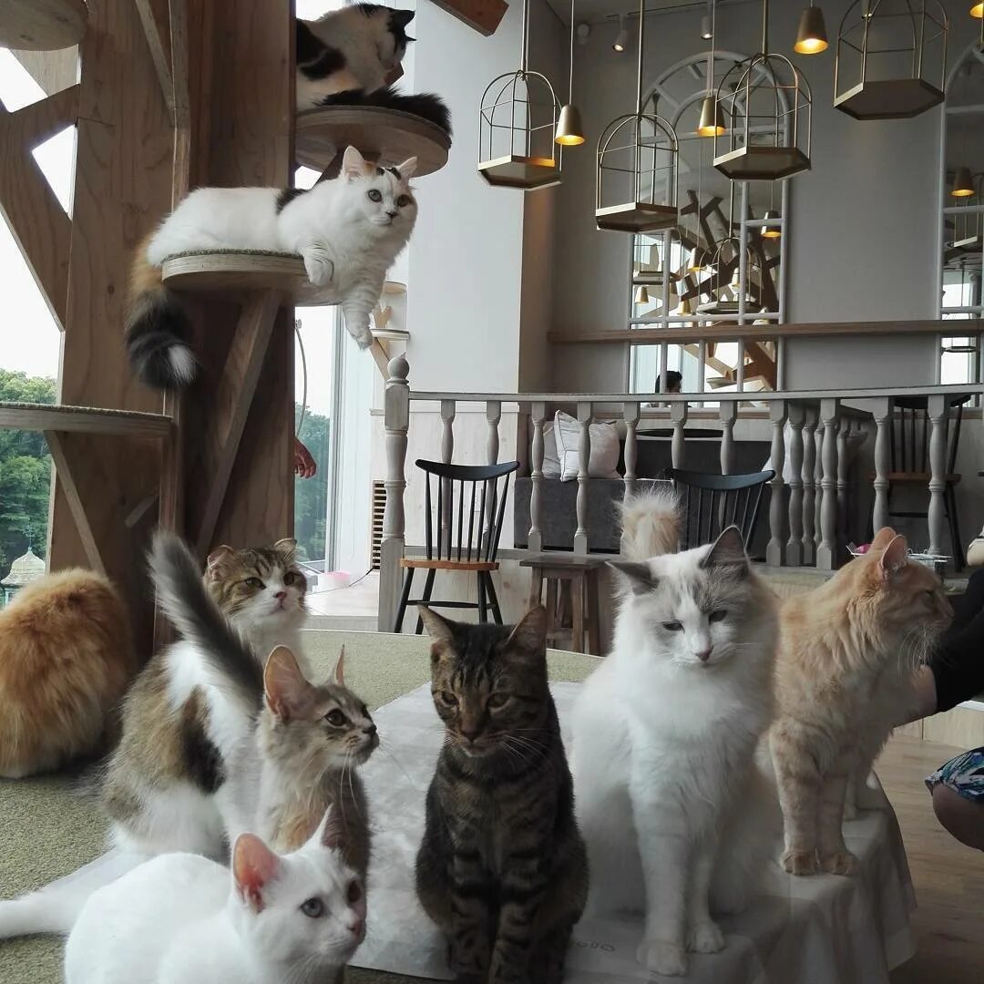 Котиссимо. Котиссимо котокафе. Кошачье кафе - "Cat Cafe" в Японии. Котокафе набережная Фонтанки. Кошачье кафе в Токио.