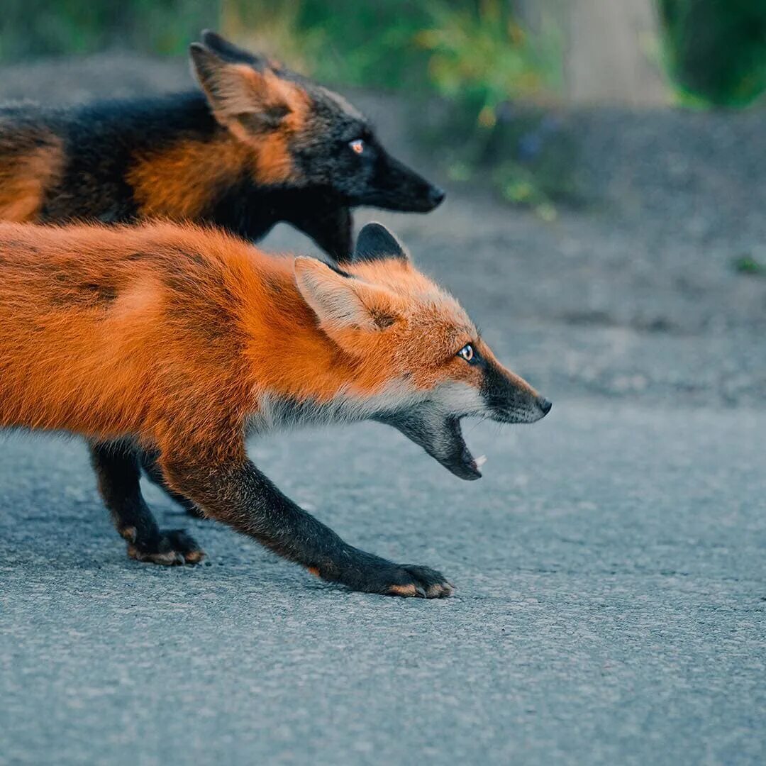 В каком fox. Бакурианская лиса. Лиса кросс Фокс. Канадская лисица чернобурая. Чернобурая лиса окрасы.