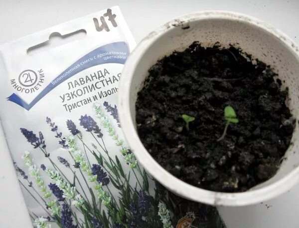 Лаванда узколистная южанка и лаванда вознесенская 34. Лаванда узколистная вознесенская 34. Лаванда вознесенская выращивание из семян. Лаванда узколистная вознесенская. Всходы лаванды узколистной.