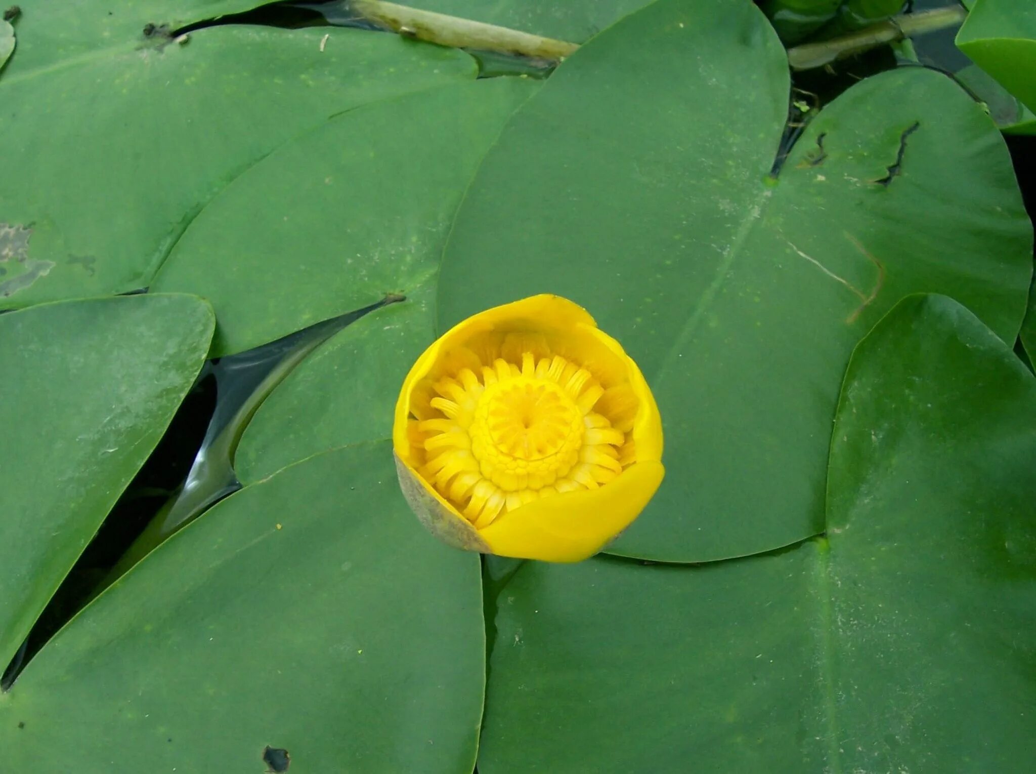 Кубышка желтая (Nuphar lutea). Кувшинка кубышка. Кубышка желтая водяная Лилия. Кубышка жёлтая - Nuphar luteum,. Кубышка растет