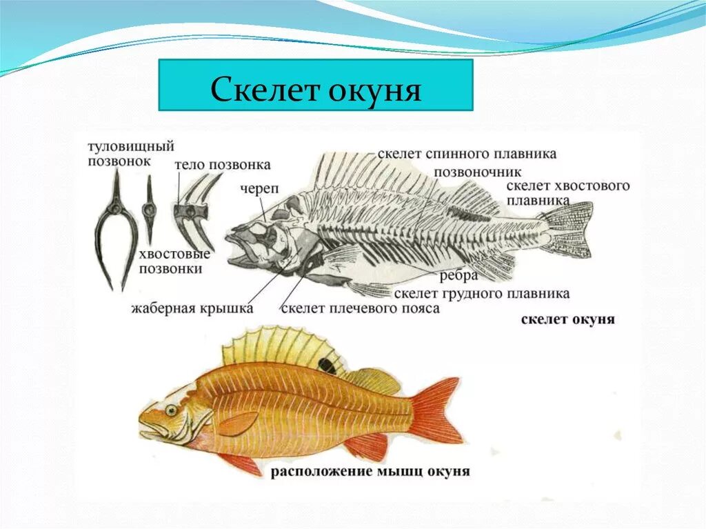 Ухо класс рыбы. Скелет костистой рыбы Речной окунь биология 7 класс. Скелет костистой рыбы окуня. Скелет речного окуня. Строение скелета окуня.