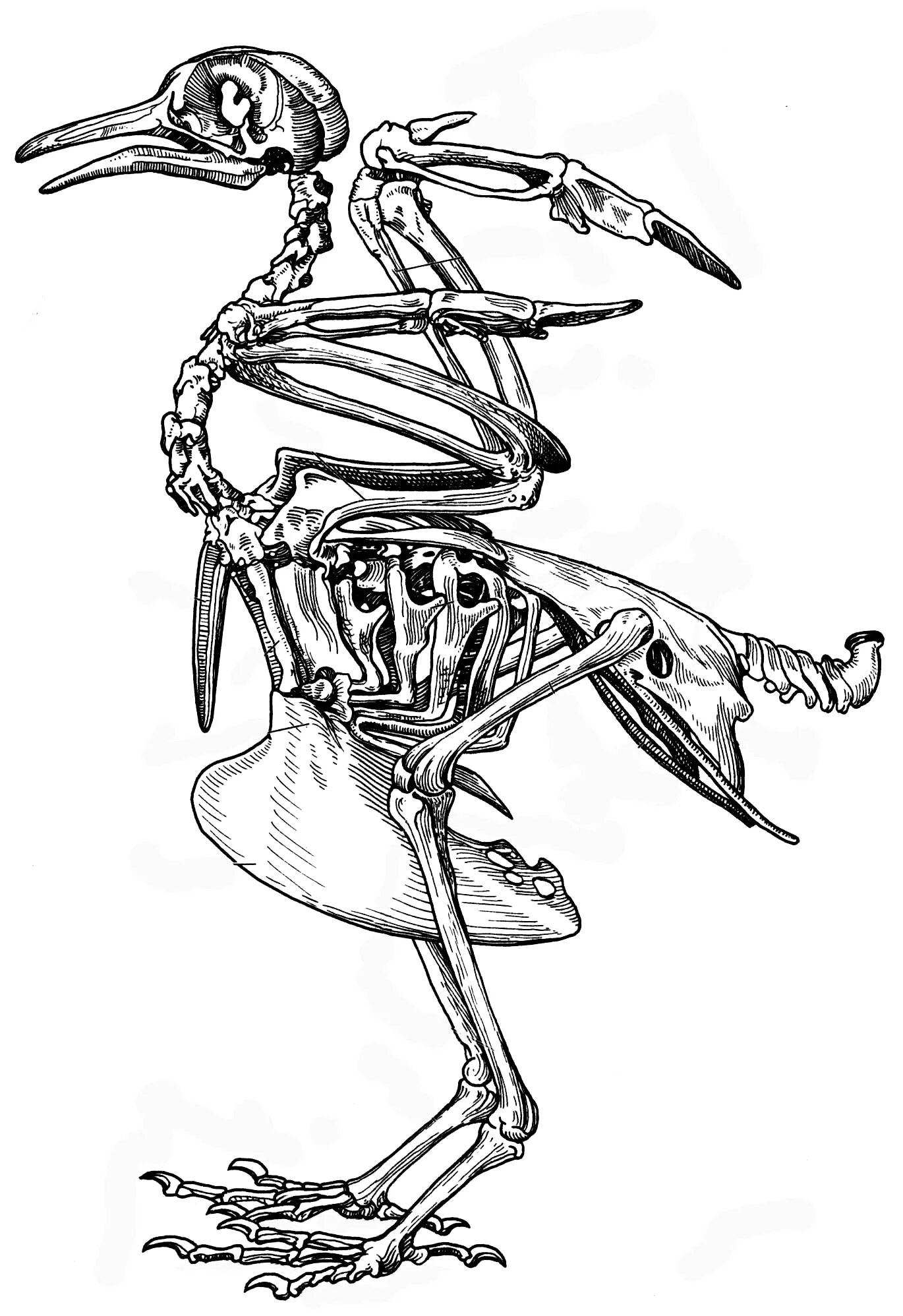 Скелет сизого голубя биология 7. Строение скелета сизого голубя. Скелет птицы голубя. Скелет птицы сизого голубя.